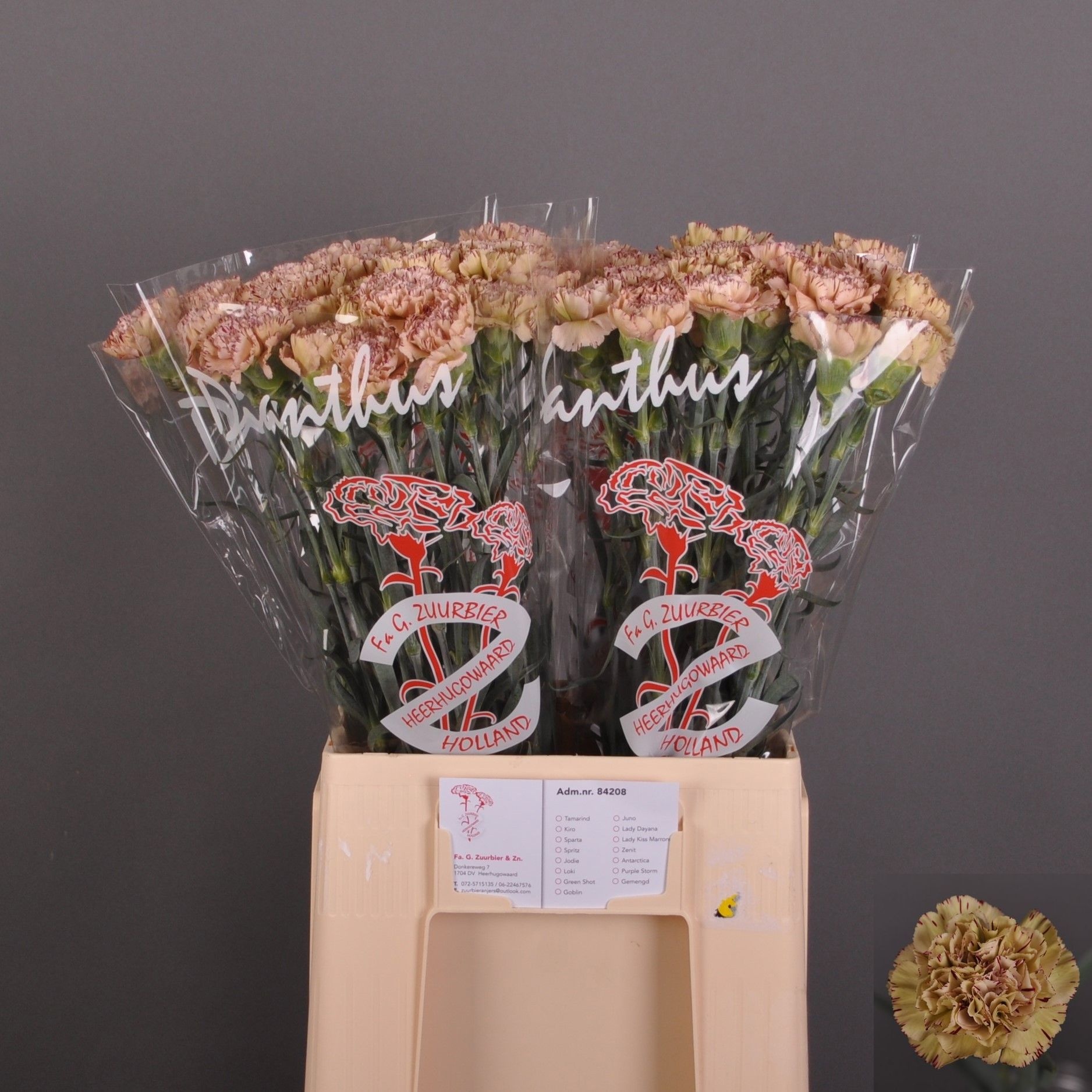 Di St La Kis Marrone 60cm