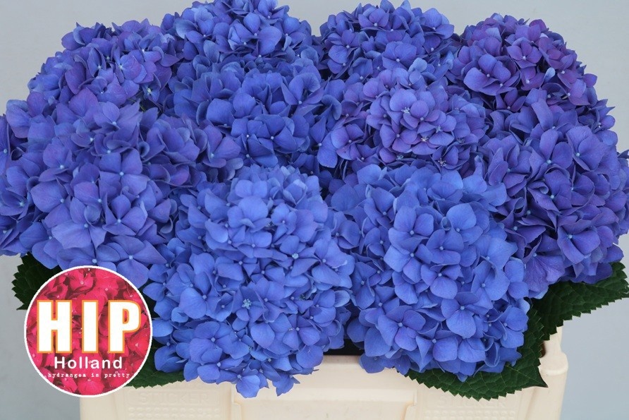 Hydrangea Pimpernel 50cm 16Ø