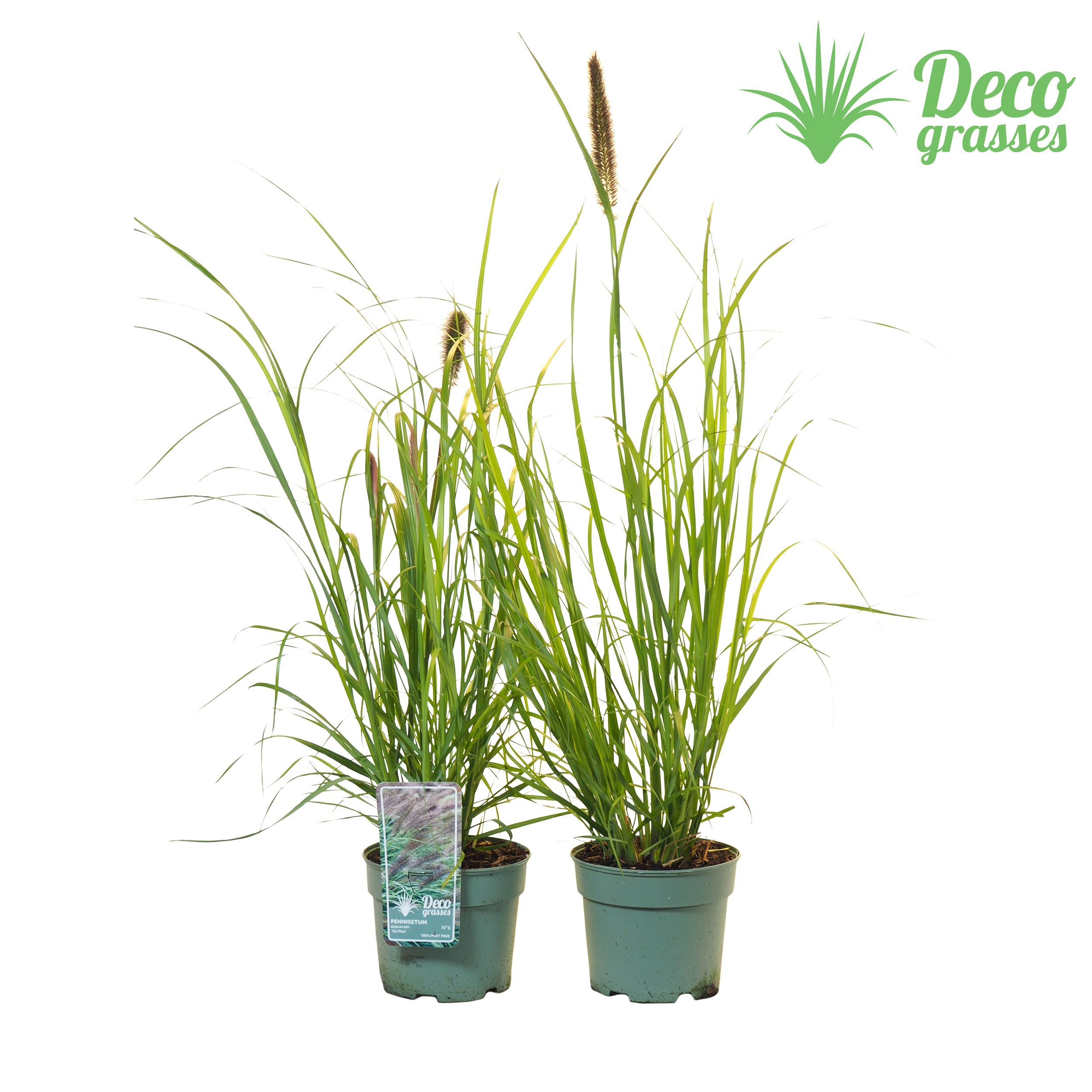 Picture of Pennisetum alopecuroides Red Head (PEAT FREE ) P19 (3 Ltr)