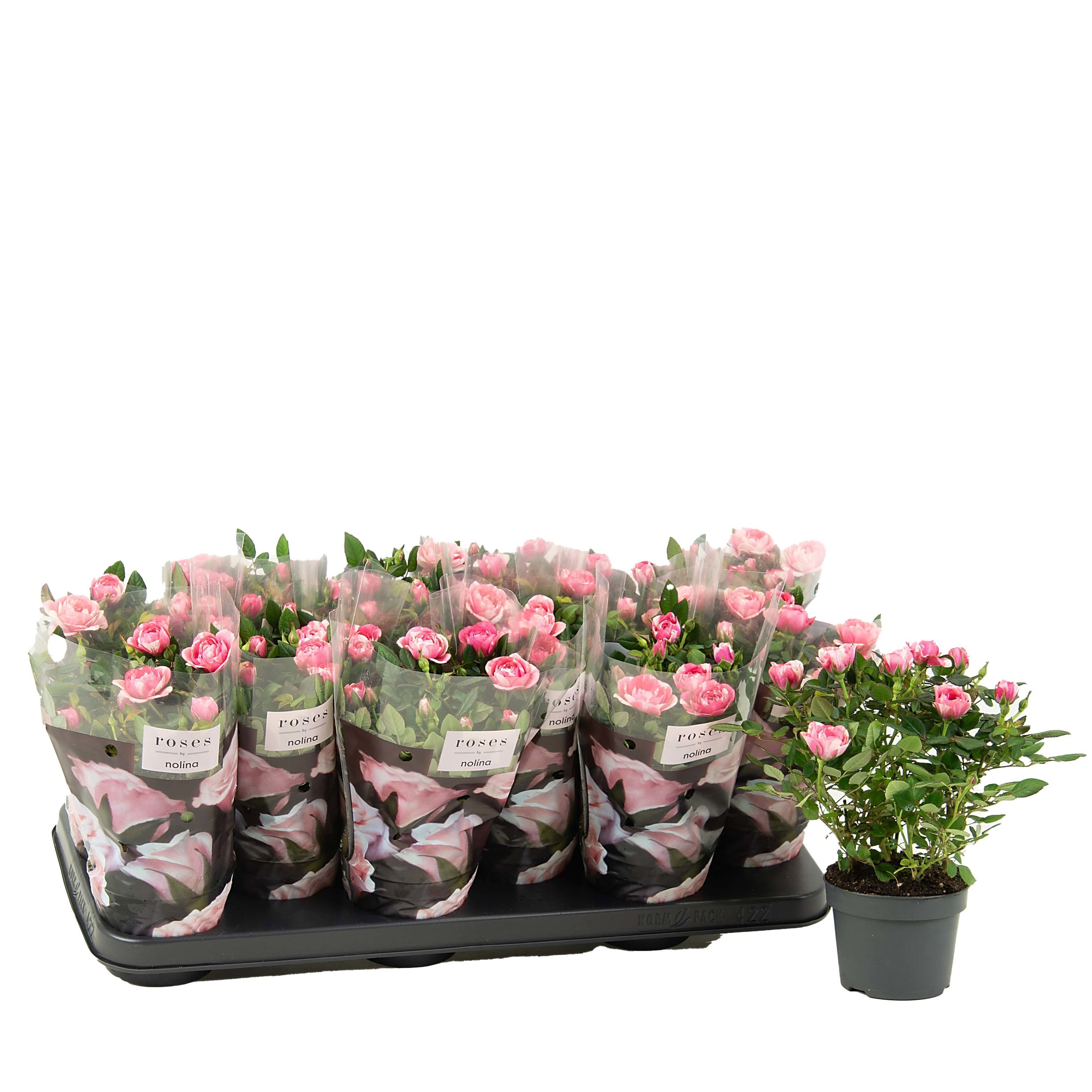 Nolina Roses Special Ø 10,5 Cm. Vieve