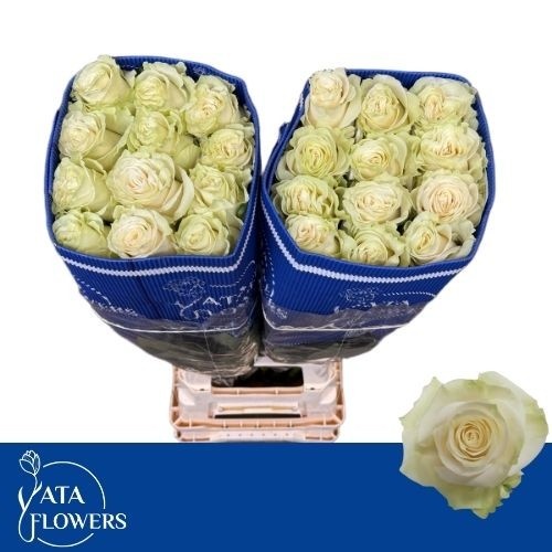 Rosa Mondial 70cm