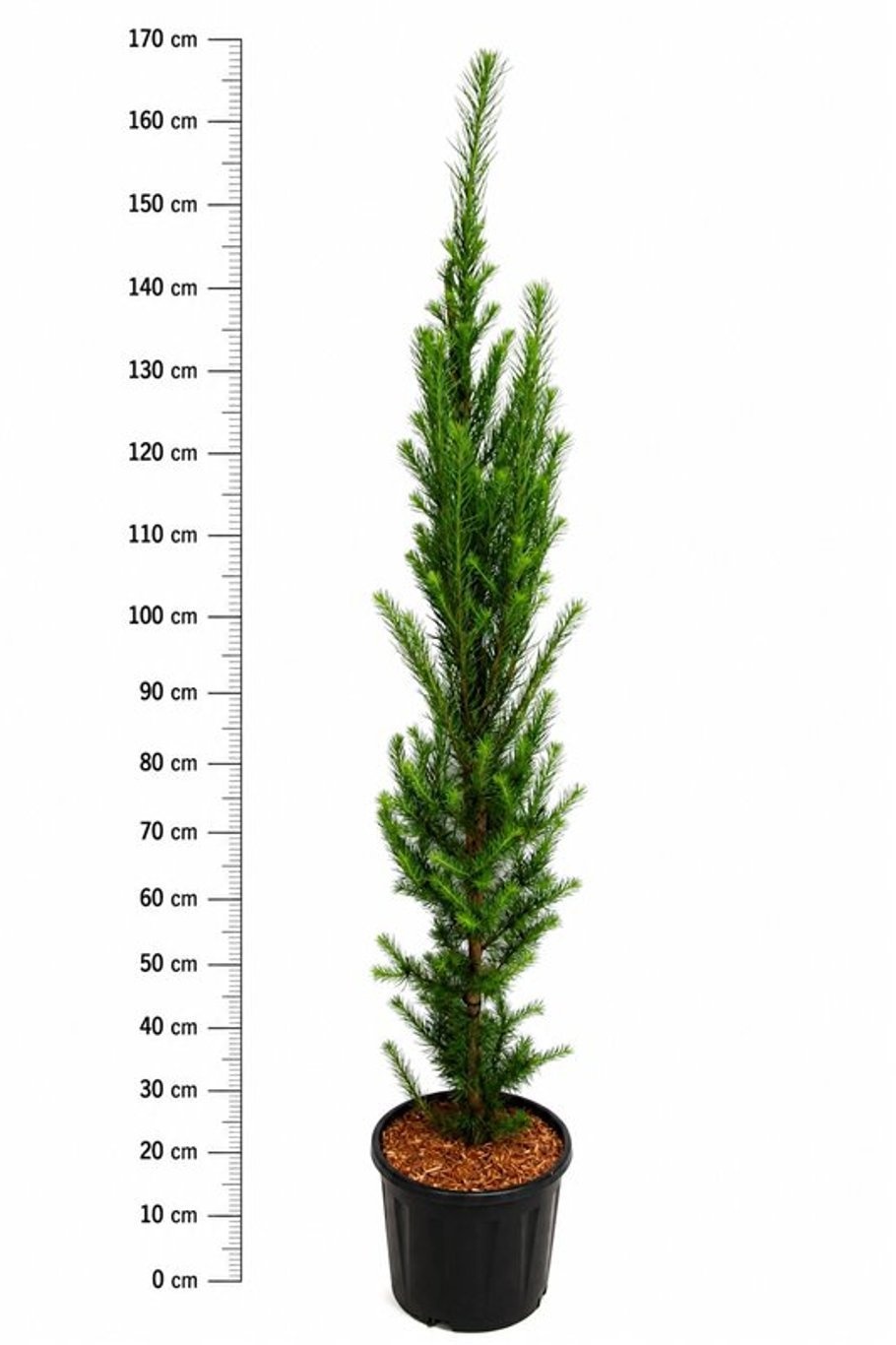 Larix kaempferi 'Jakobsen's Pyramid'