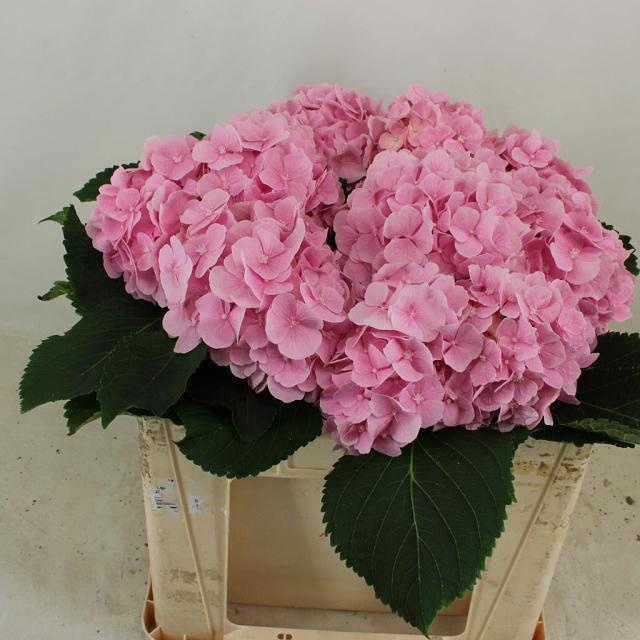 Hydrangea Verena Pink 50cm 17Ø