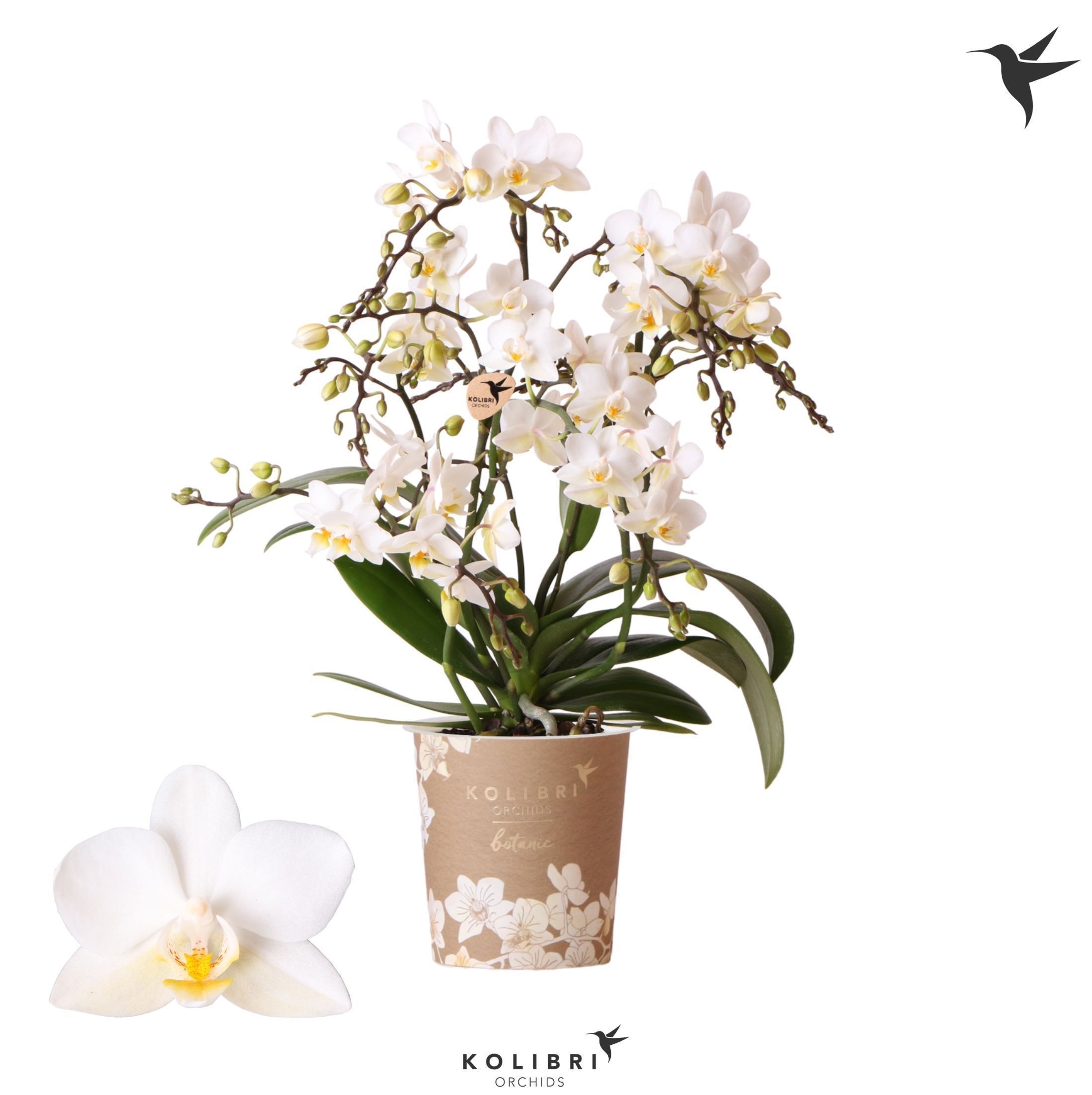 Phalaenopsis Kolibri Orchids Phalaenopsis Botanic Liberty 4 spike
