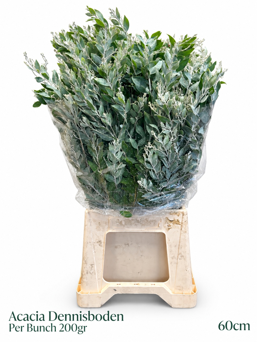 Acacia Dealbata Bs 200gram 23bloei