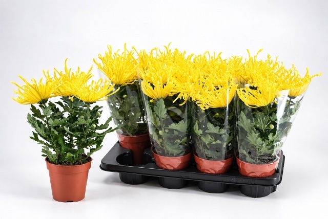 Chrys Firewo Yellow 13Ø 35cm