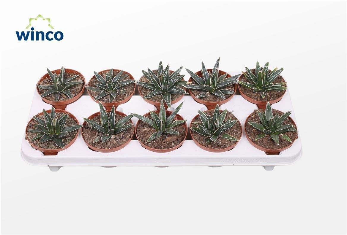 Agave Victoriae-regi 510Ø 15cm