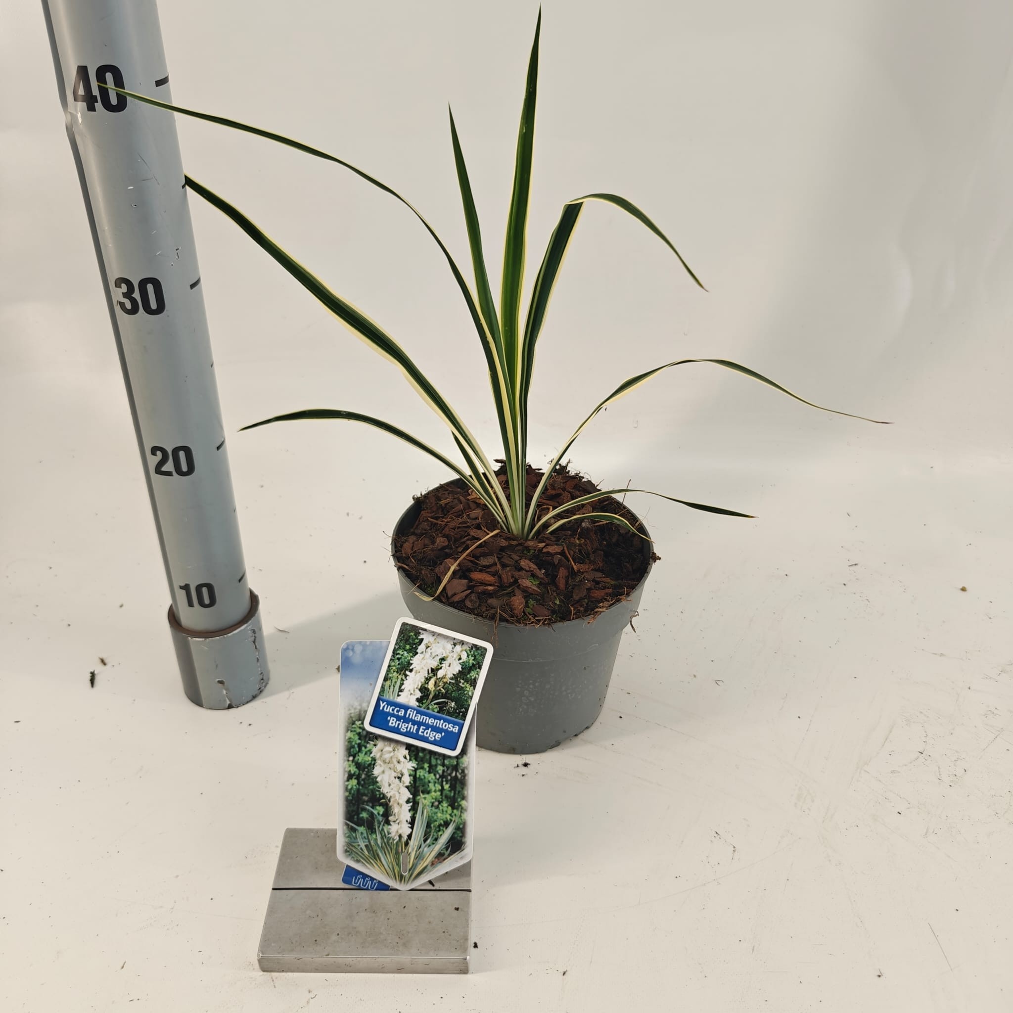 Picture of Yucca filamentosa 'Bright Edge'