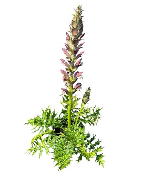 Acanthus White Lips p19 Woudenberg