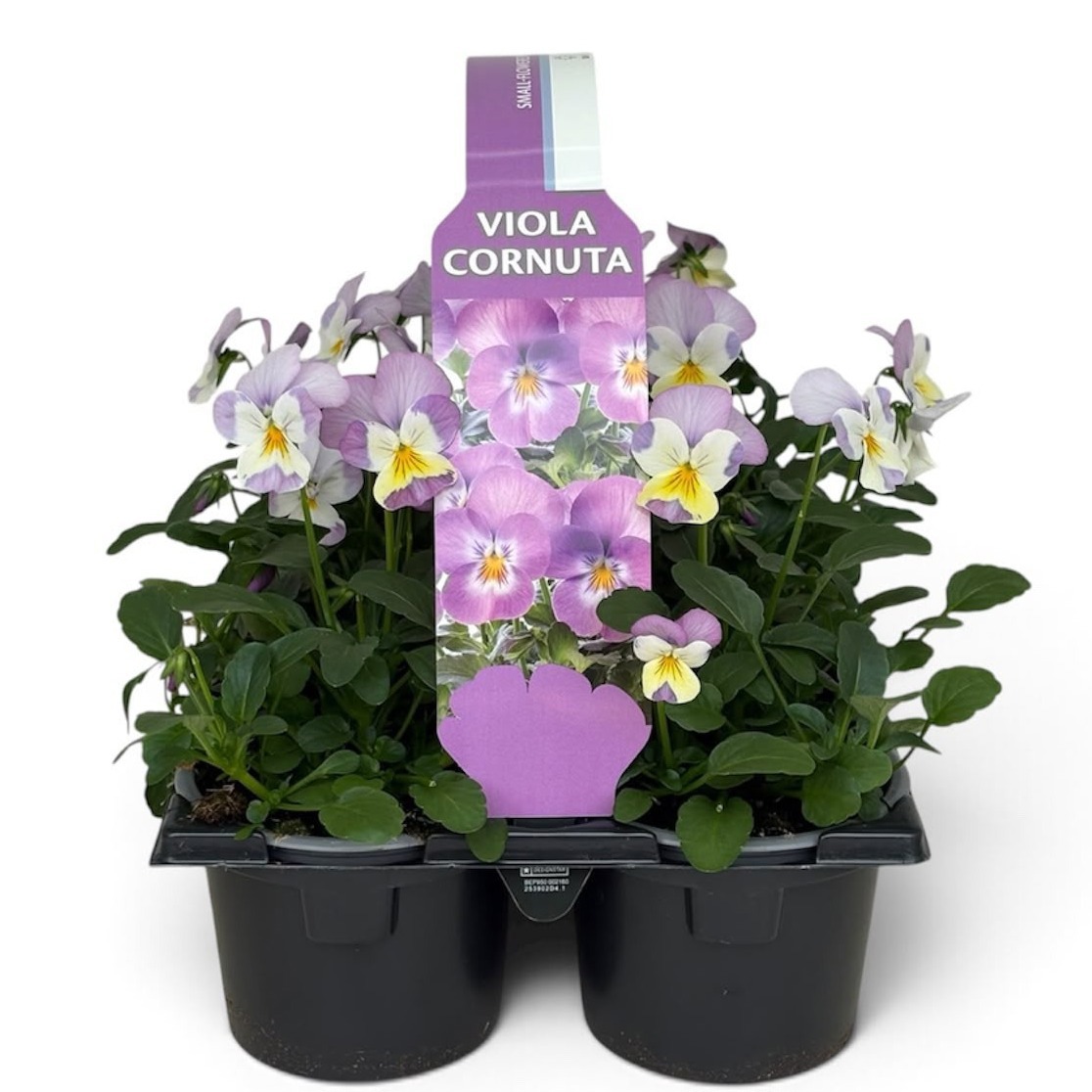 Viola Sixpack Viola Cornuta Lavender Pink
