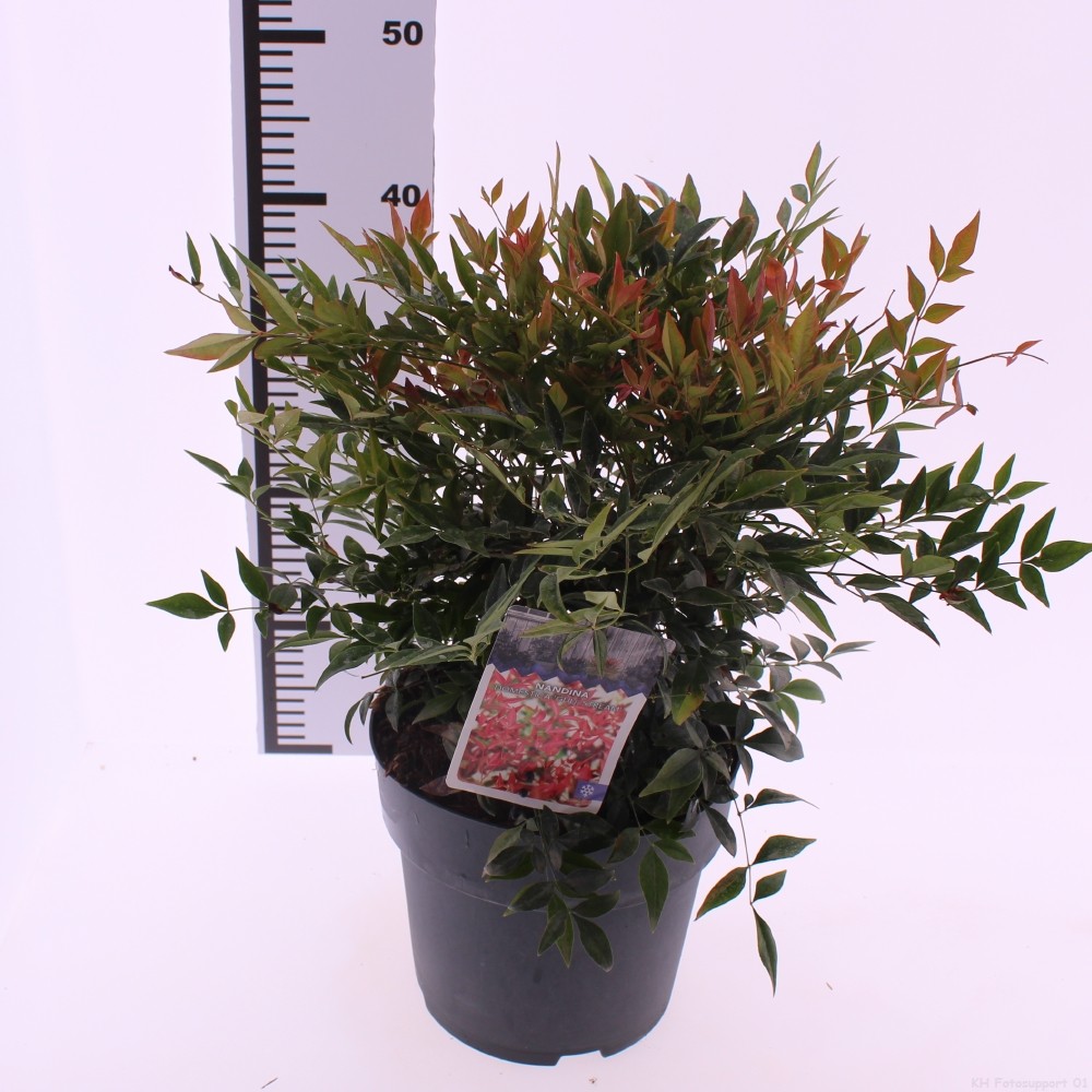 Picture of Nandina domestica 'Gulfstream'