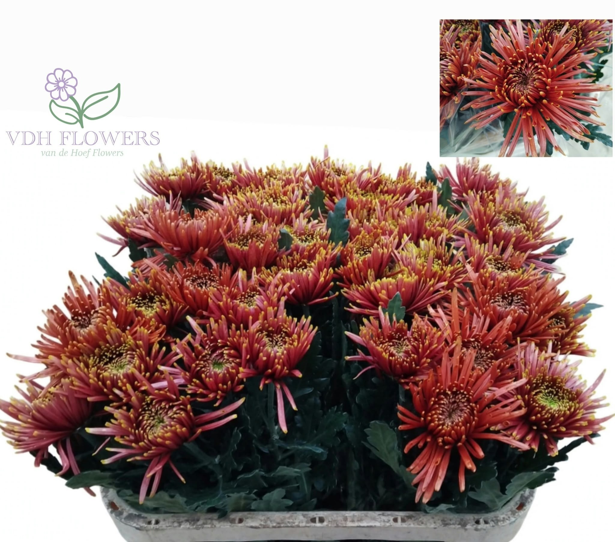 Chr G Tula Copper 70cm 90gram