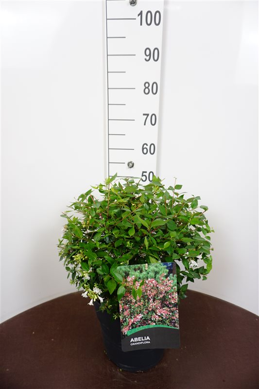 Picture of Abelia grandiflora P29 (10 Ltr)