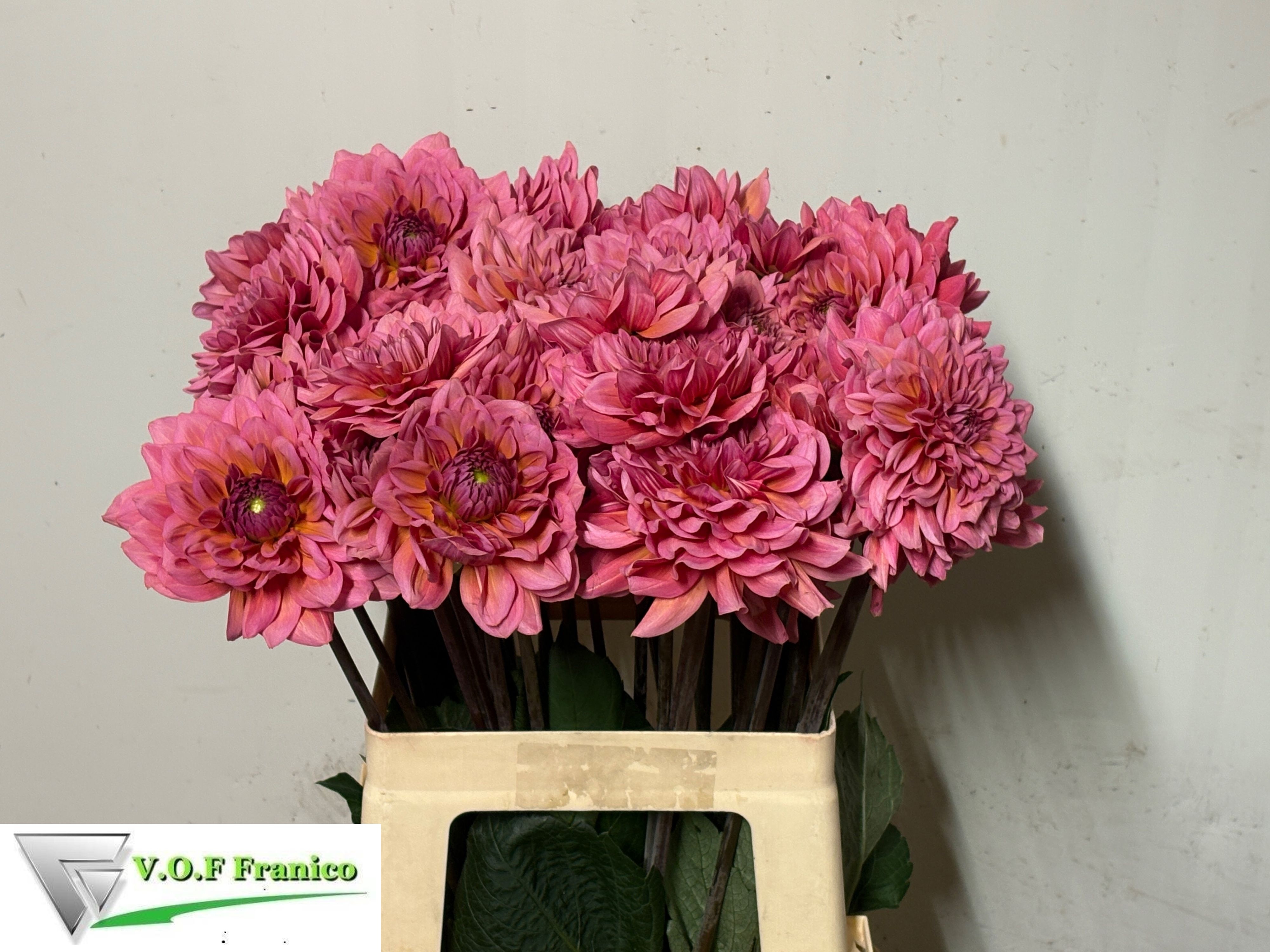 Dahlia Sal Runner 50cm