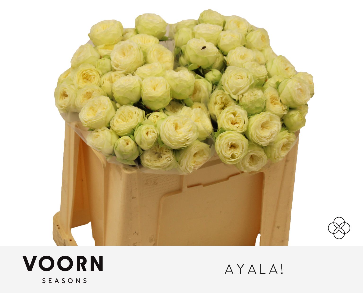 R Tr Ayala!