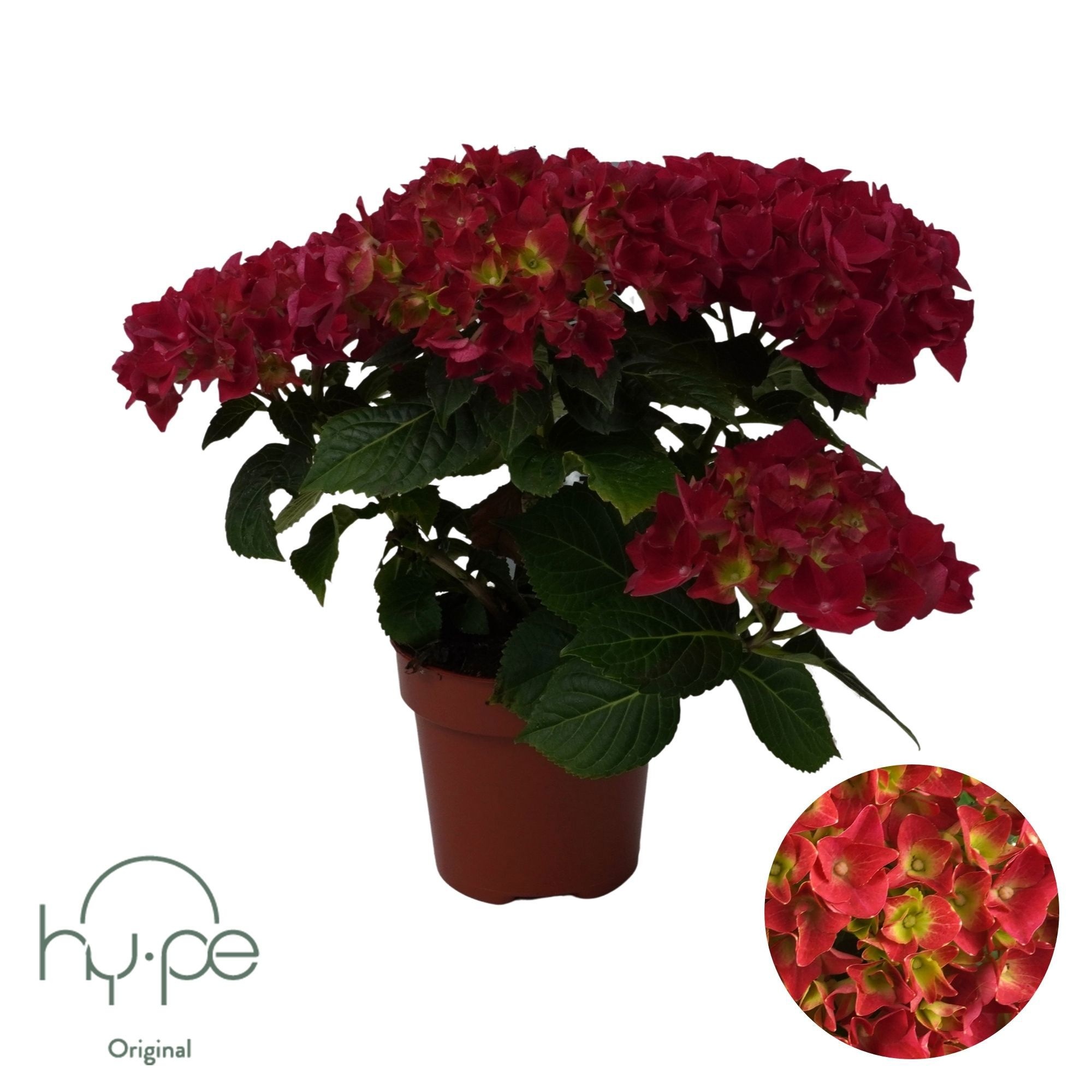 Hydr M Hi Fire 14P 38H 5bloem 34bloei