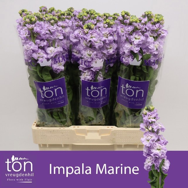 Matth Impala Marine 60cm
