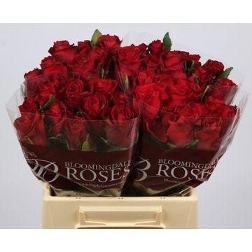 Rosa Ever Red 40cm