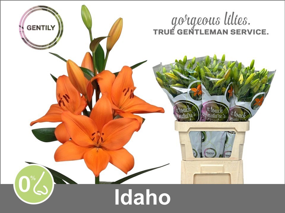 Li La Idaho