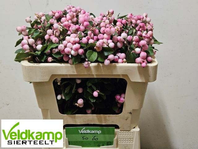 Sympho Mag Ruby Fall 50cm