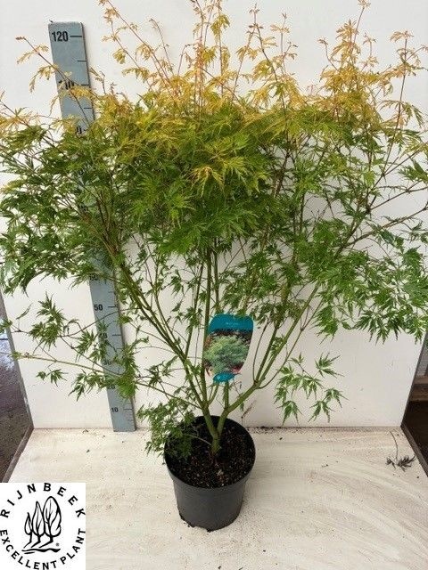 Acer palm. 'Seiryu' ACER PA SEIRYU | OZ Planten