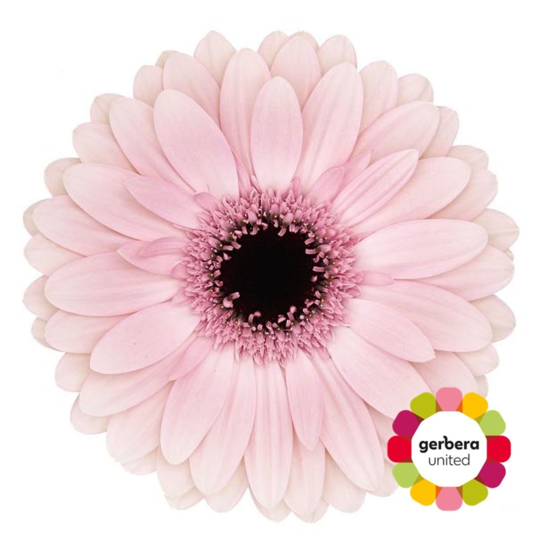 Gerbera Ribbon Diamond