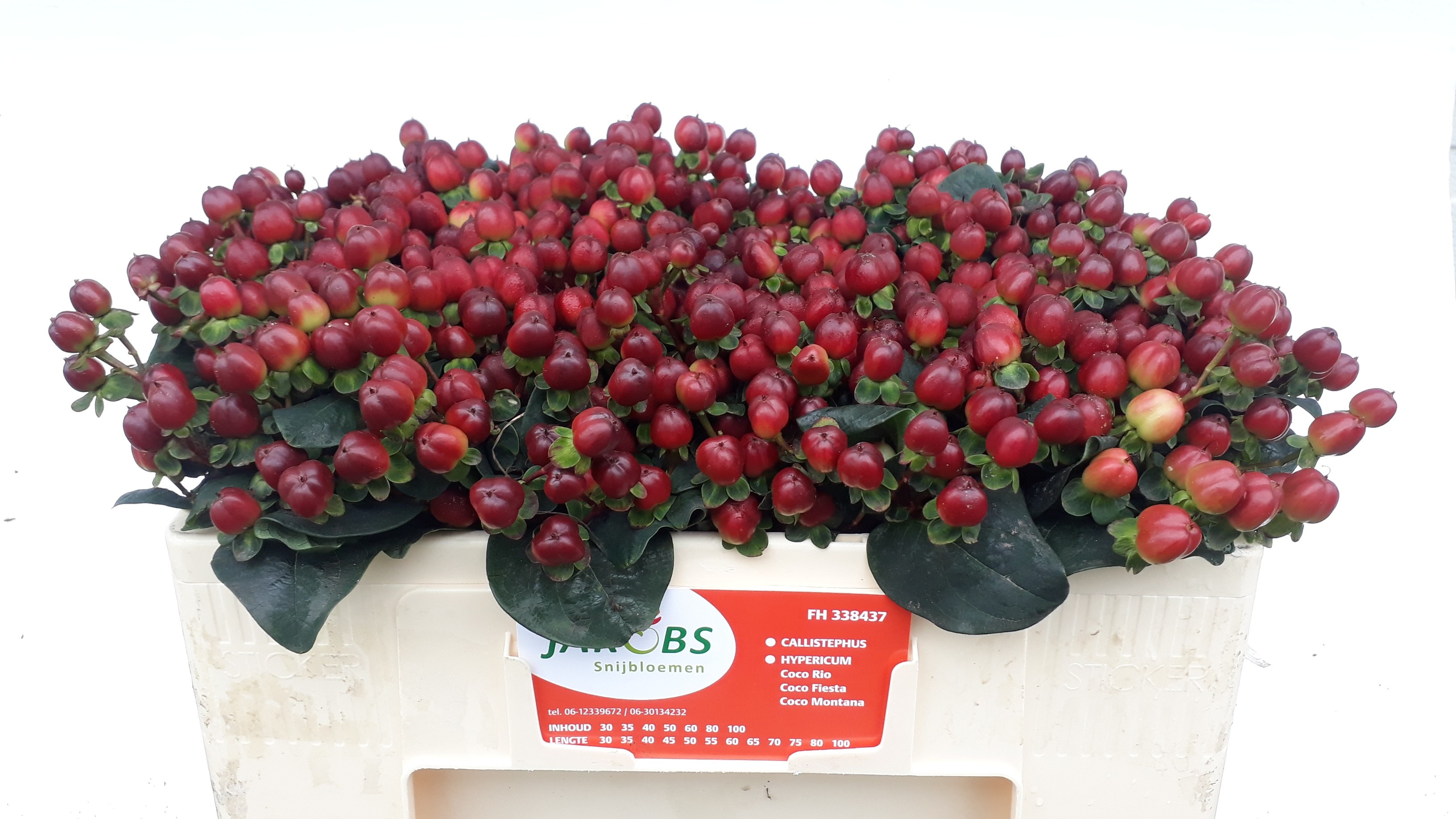 Hypericum Montana 45cm
