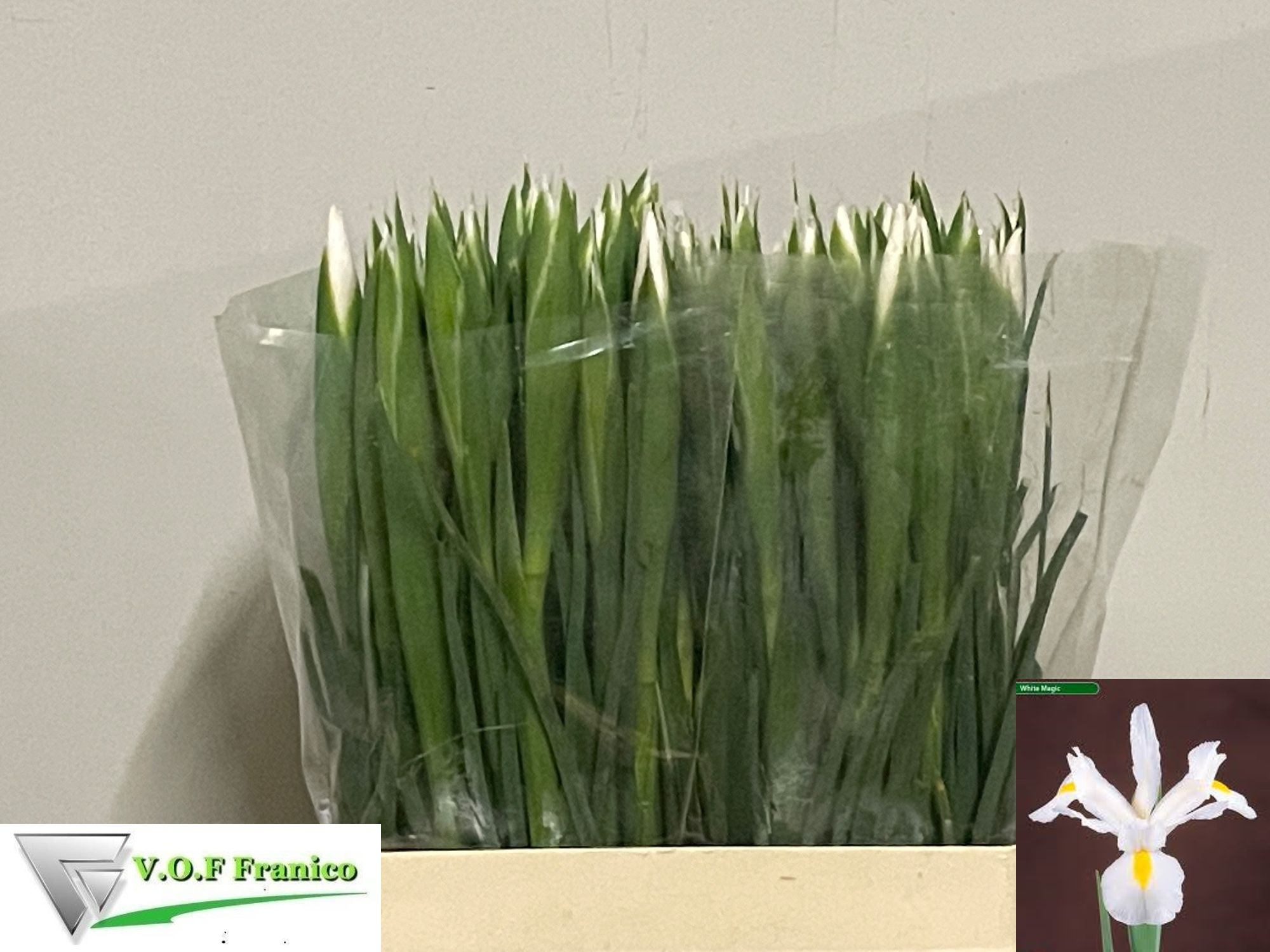 Iris Casablanca 60cm