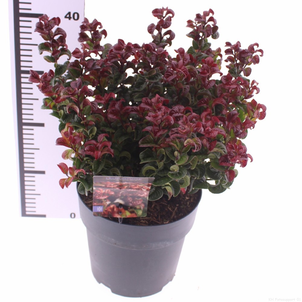 Picture of Leucothoe axillaris 'Curly Red'