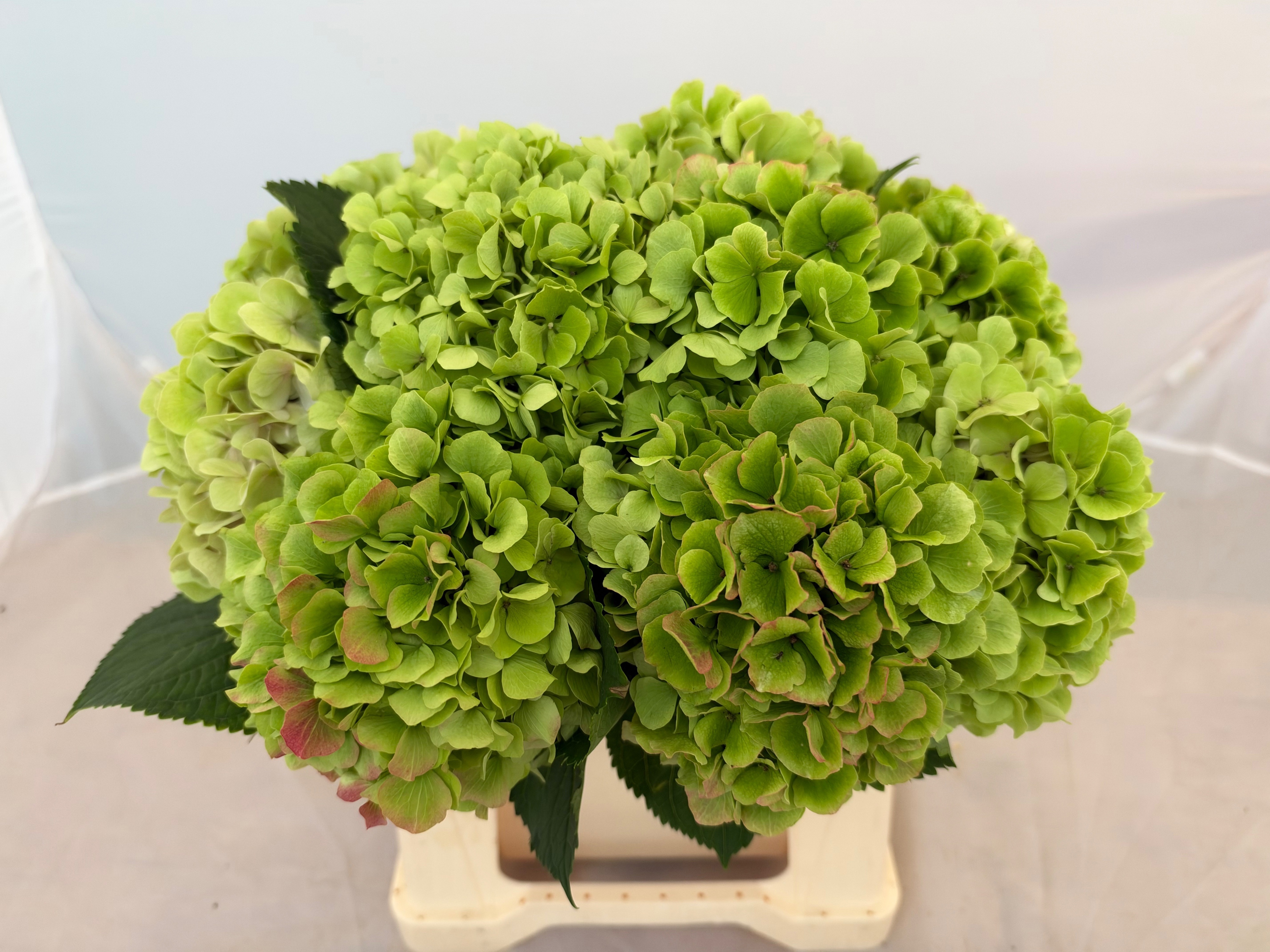 Hydrangea Verena Classic Pink 40cm 18Ø