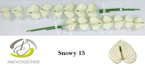 Anthurium Snowy 7Ø