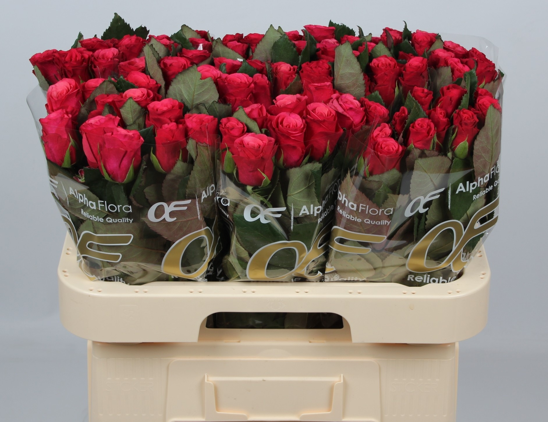 Rosa Tacazzi 60cm