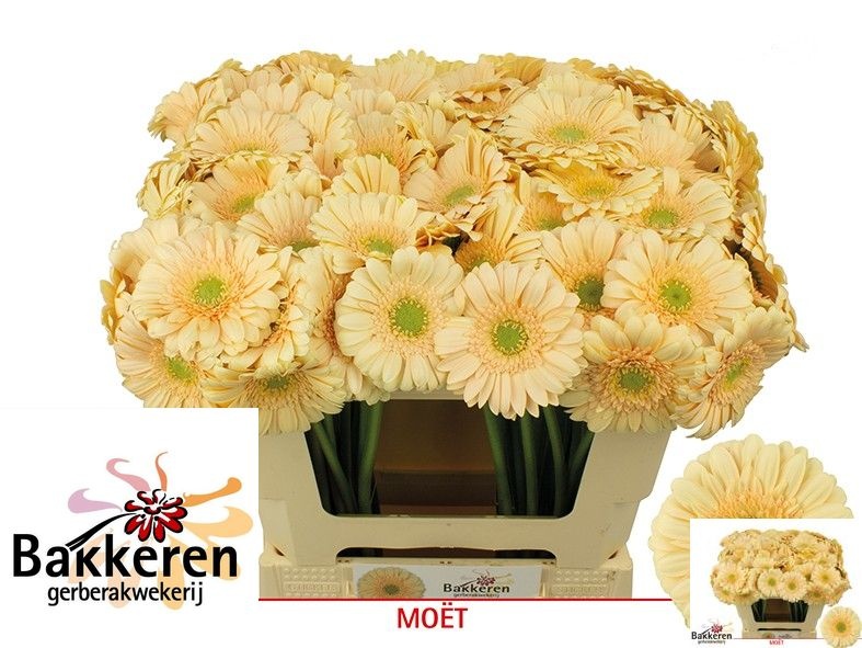 Ge Mi Moet 50L.cm