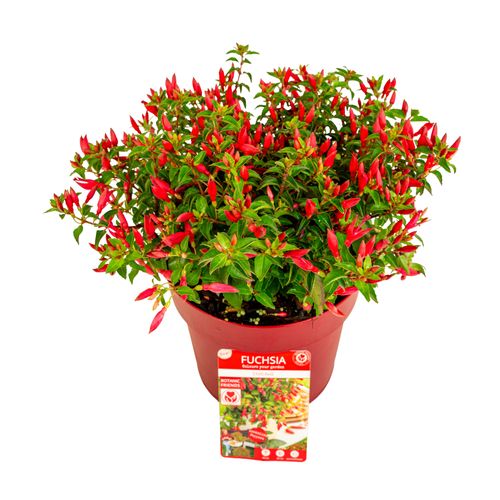 Fuchsia Chilli Red p19 Son