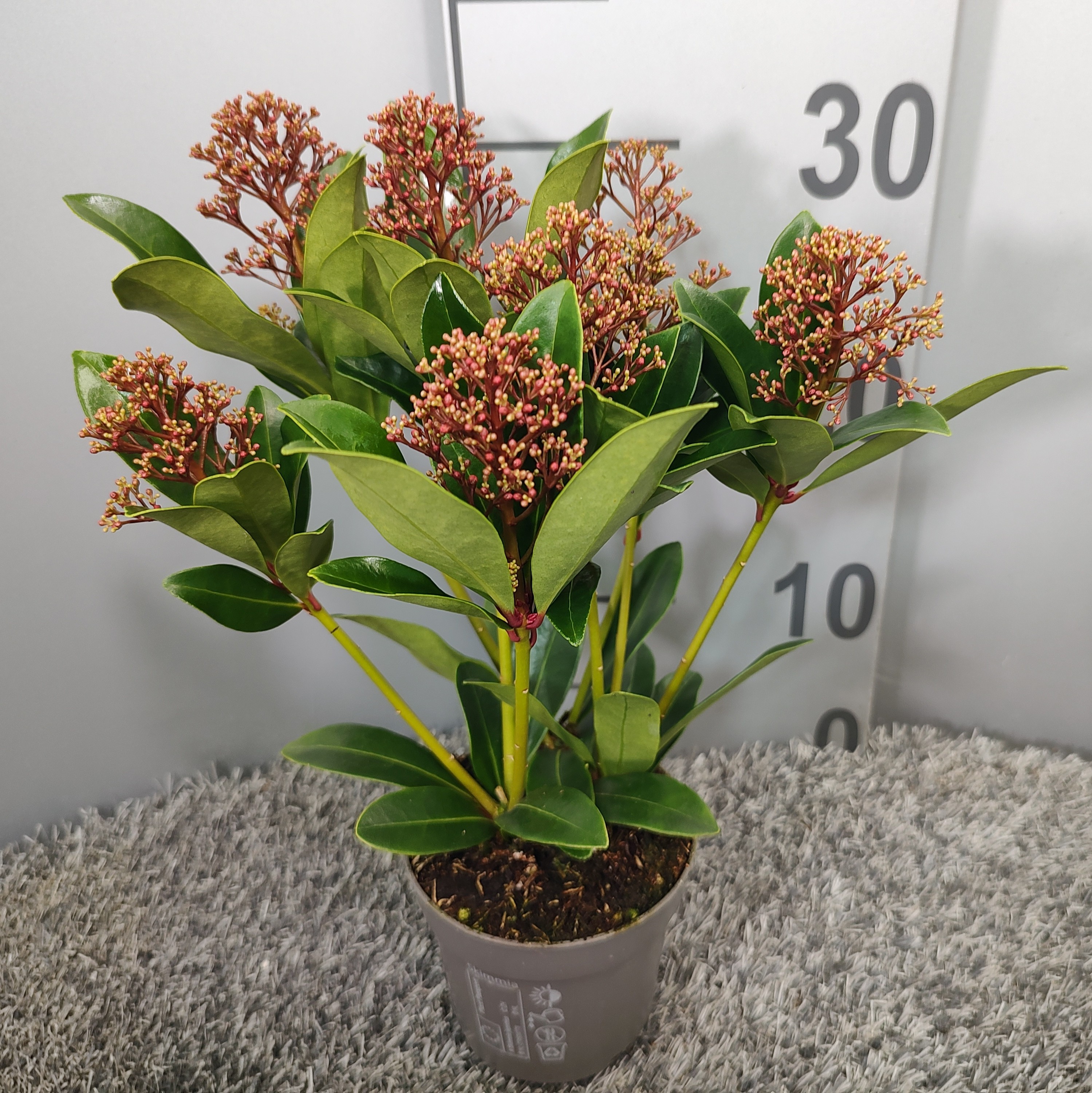 Picture of Skimmia japonica 'Rubella'