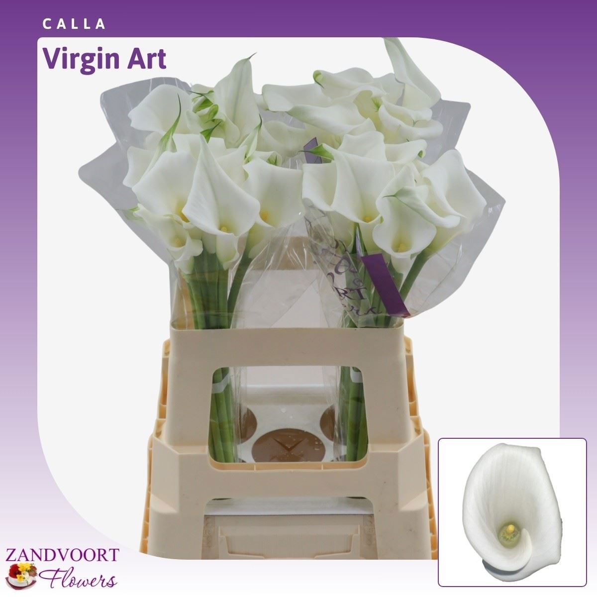 Zant Virgin Art 60cm