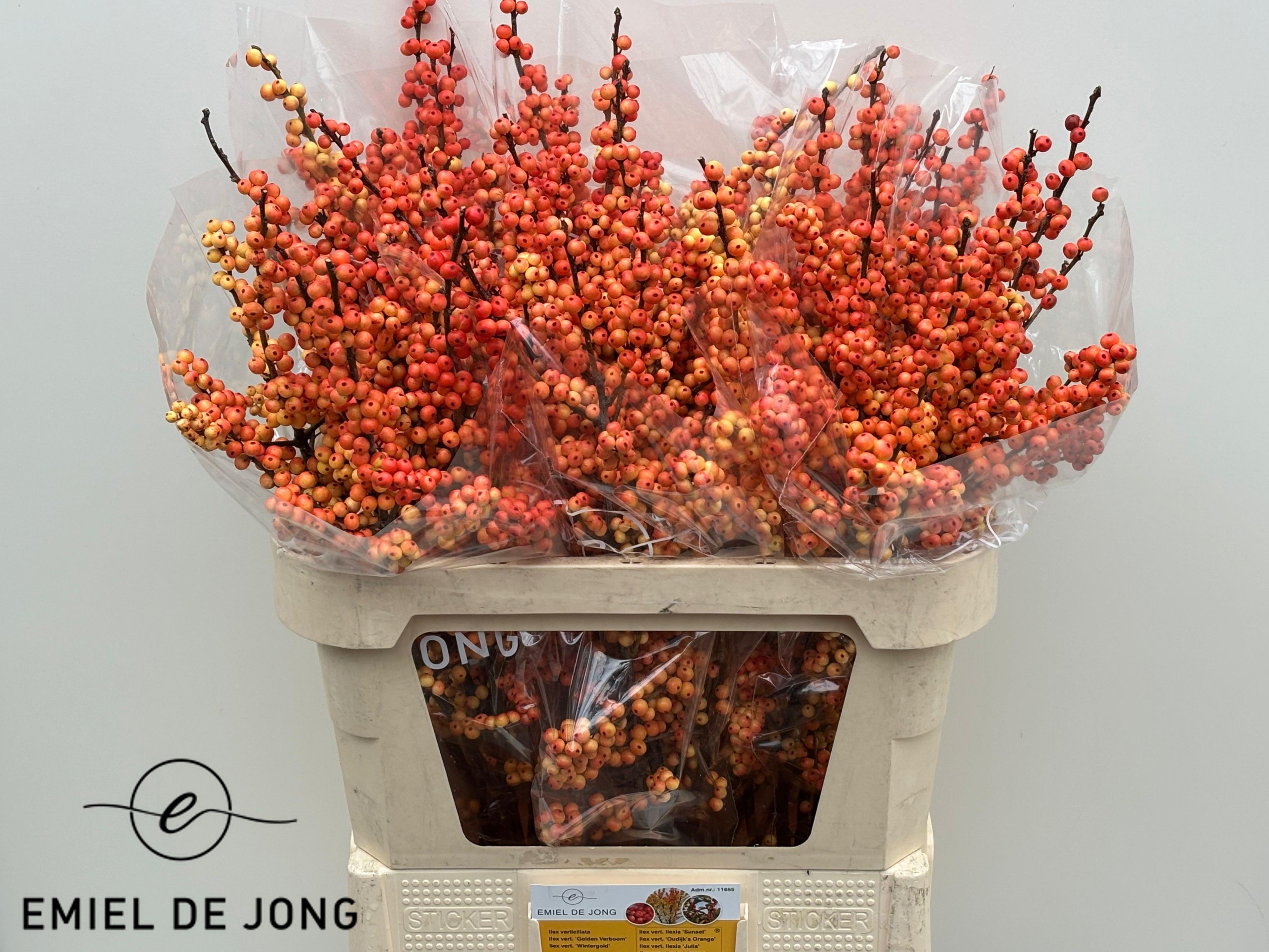 Ilex Ilexia Julia 80cm