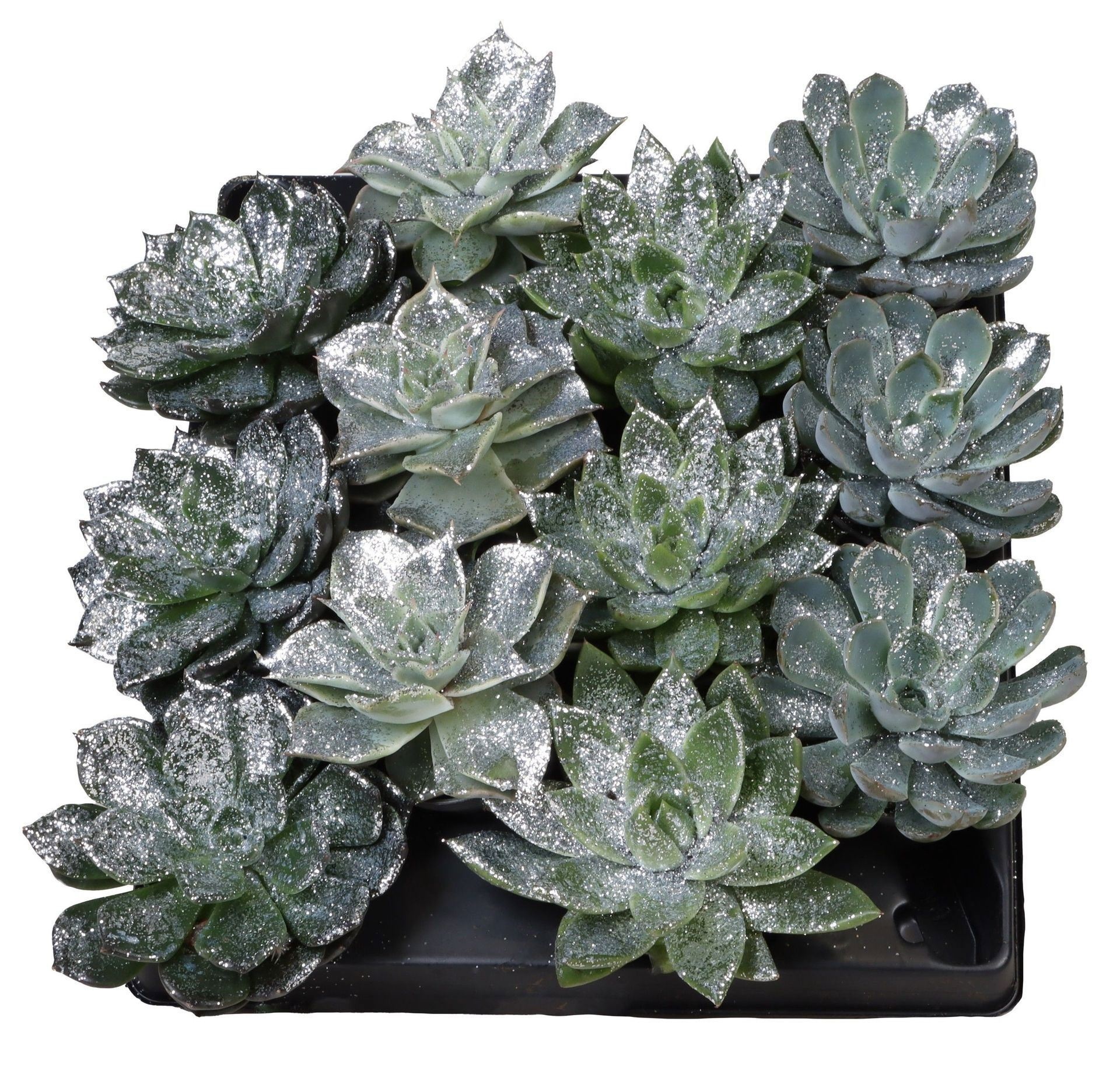 Echeveria Mix Silver Glitter