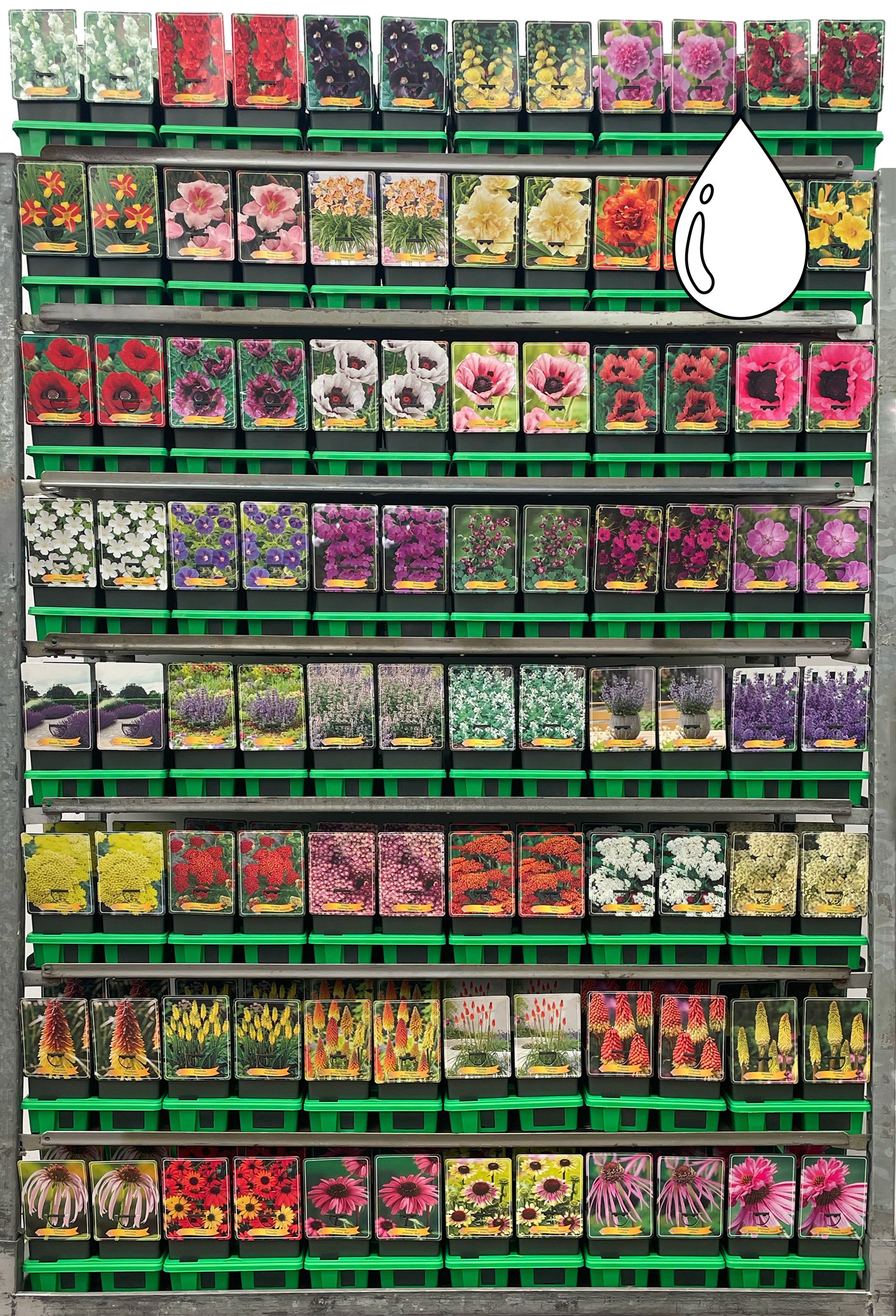 Picture of Droogresistent vaste planten Mix CC P11