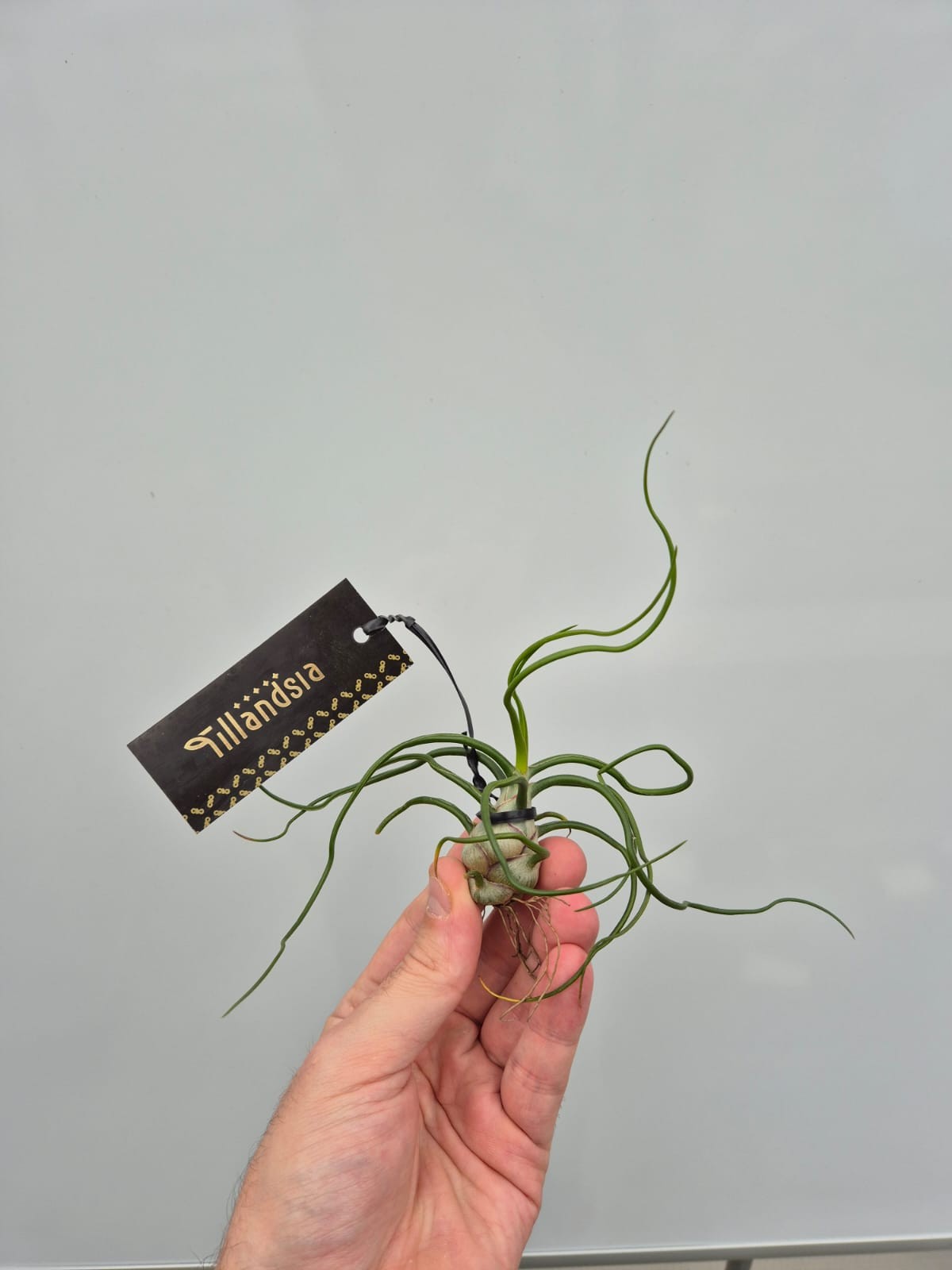 Picture of Tillandsia Bulbosa L plus Label P15 15CM