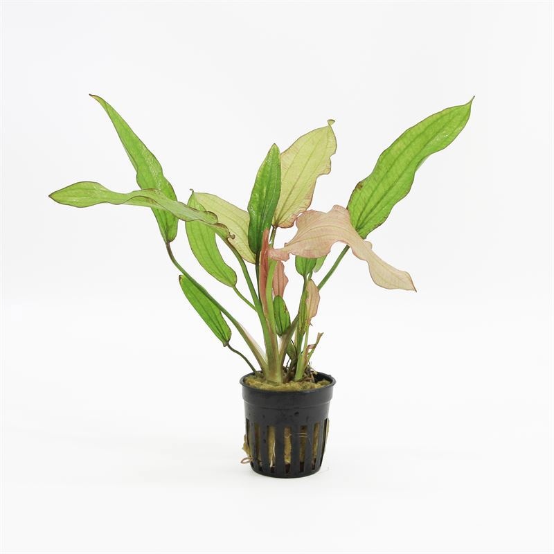Echinodorus rose