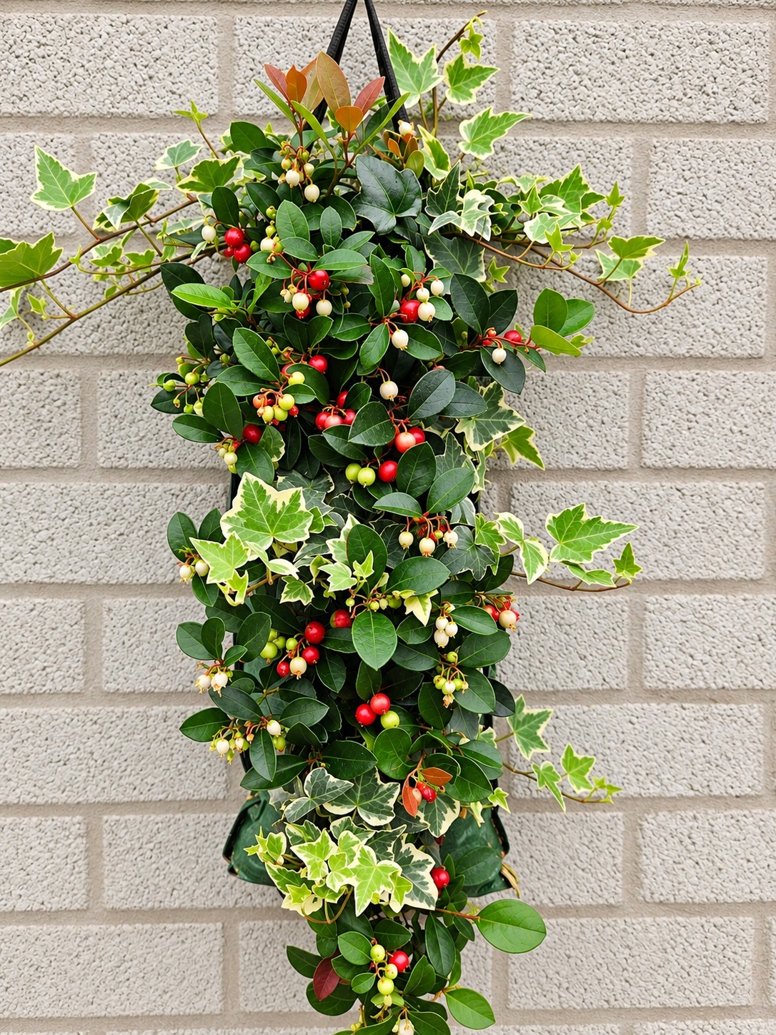 Gaultheria GLH9705NK wallhanger