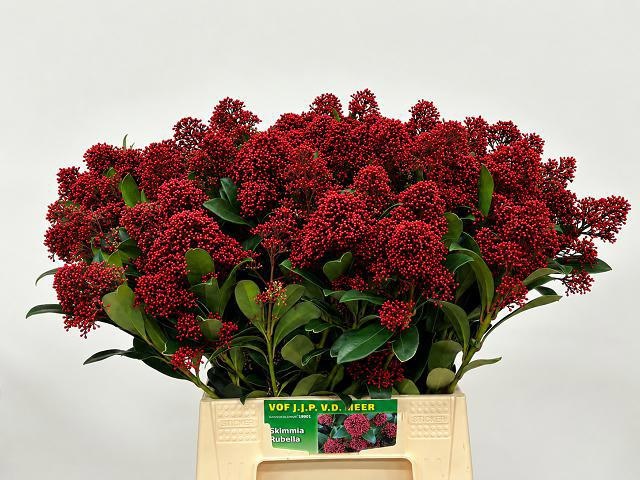 Skimmia Japonica Rubella 45cm