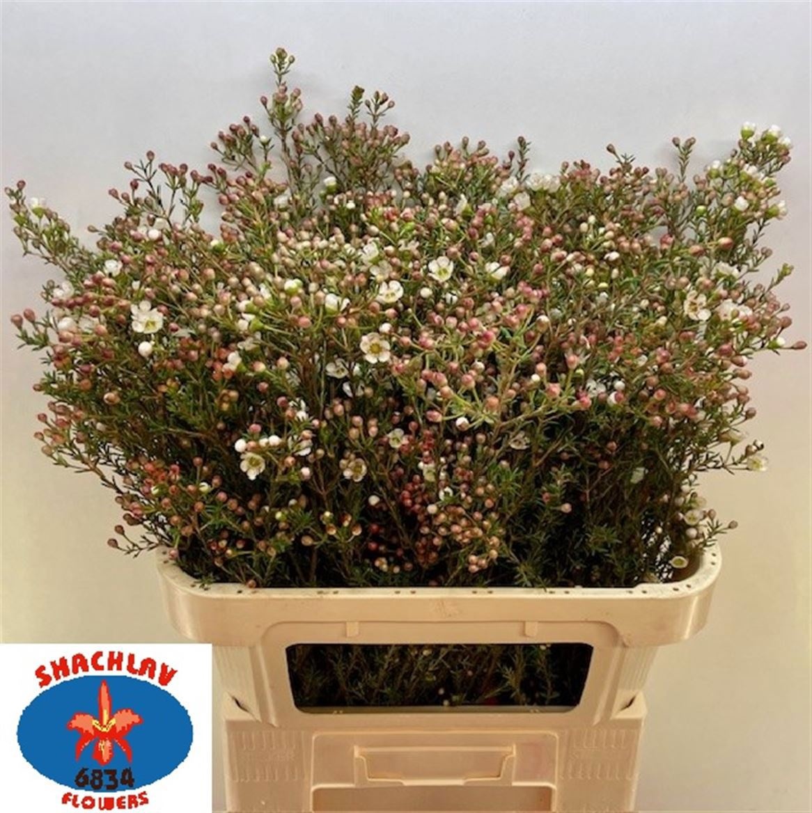Chamaelaucium Ziv 80cm 40gram