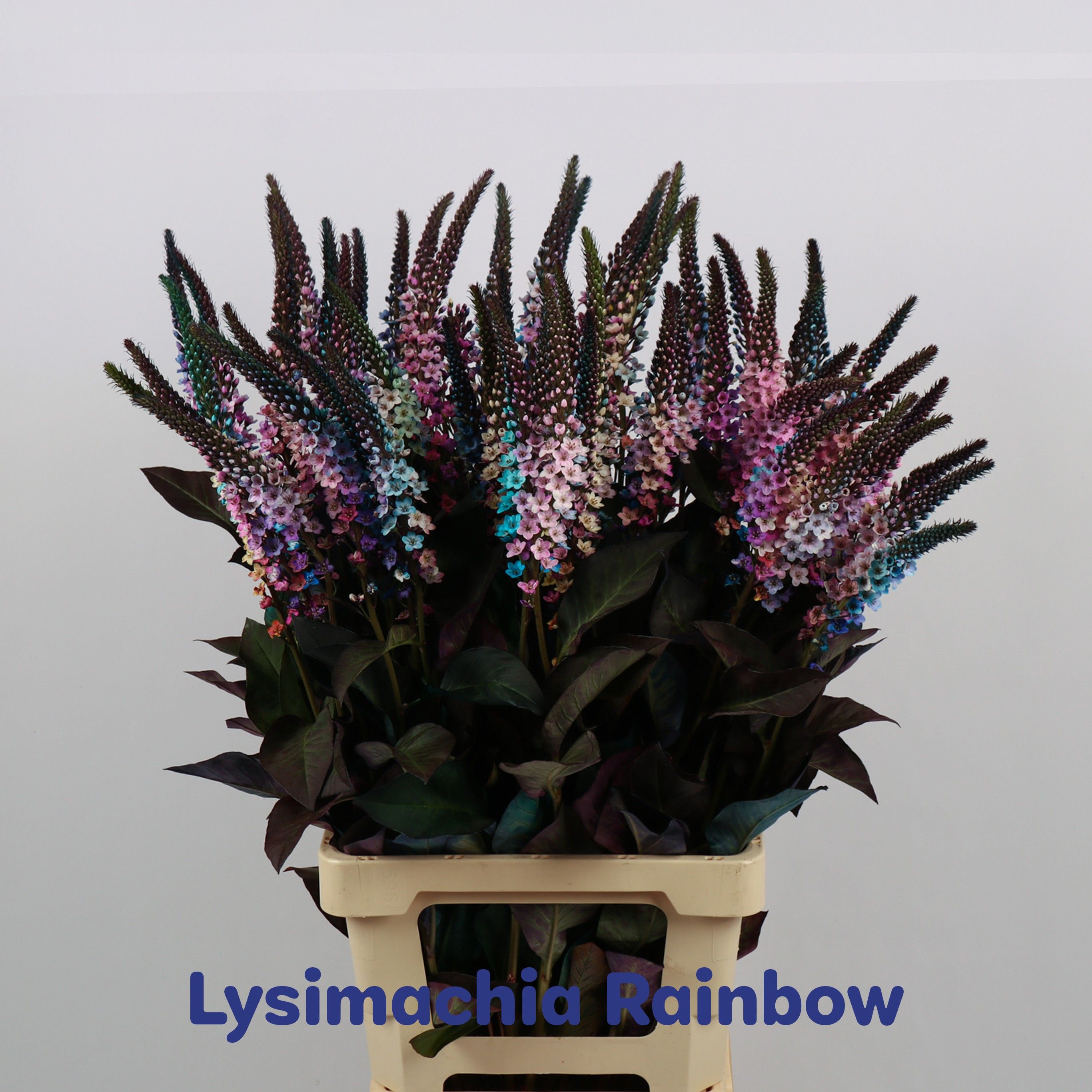Lysim Elisabeth