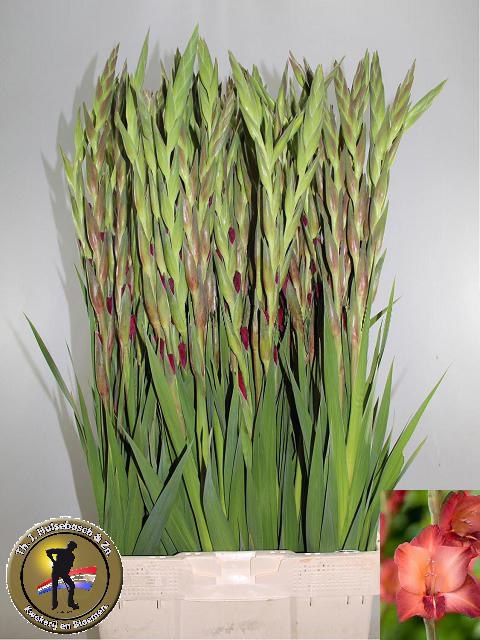 Gladiolus Indian Summer 110cm 150gram
