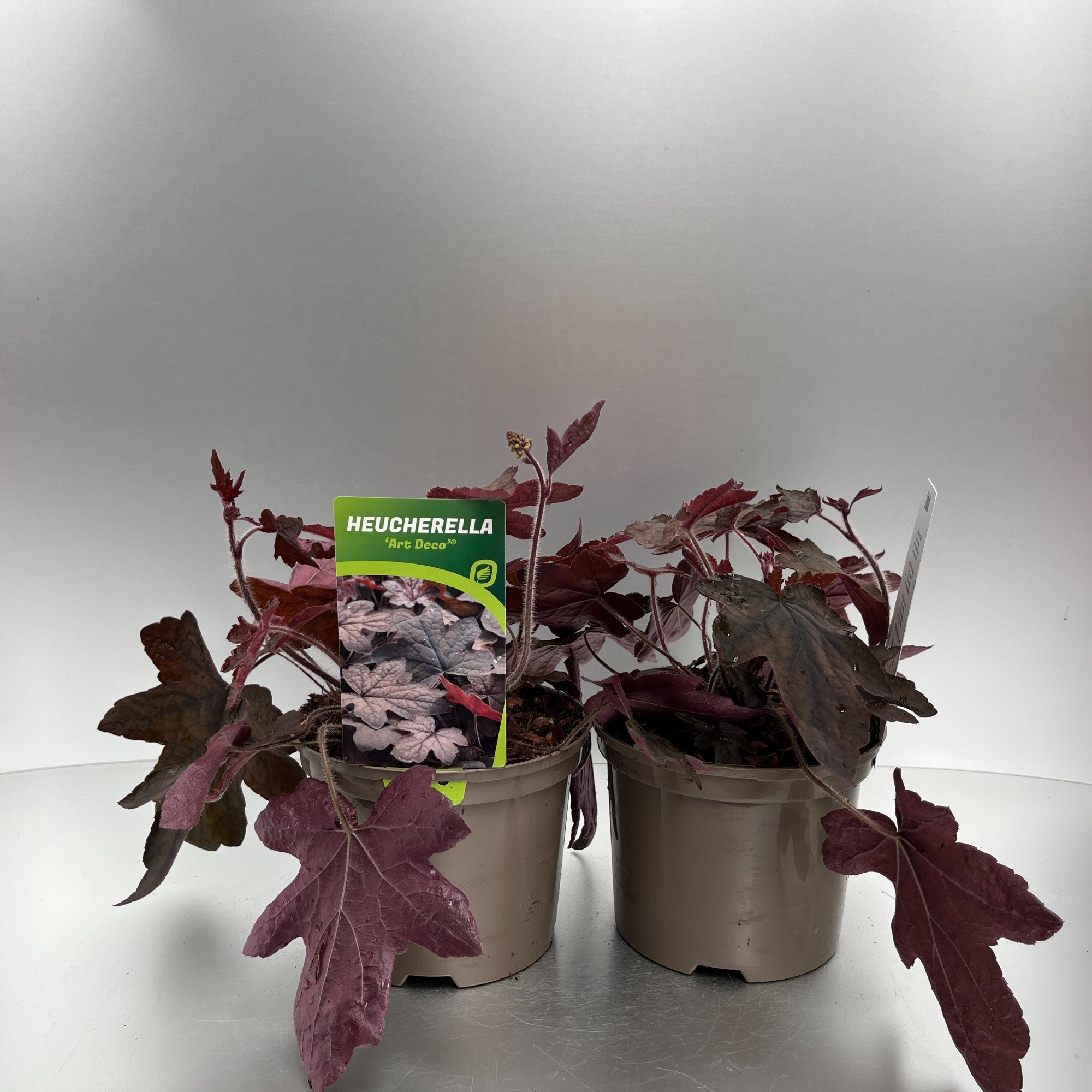 Picture of Heucherella Art Deco P17 (2 Ltr)