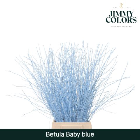 Betula L70 Light Blue