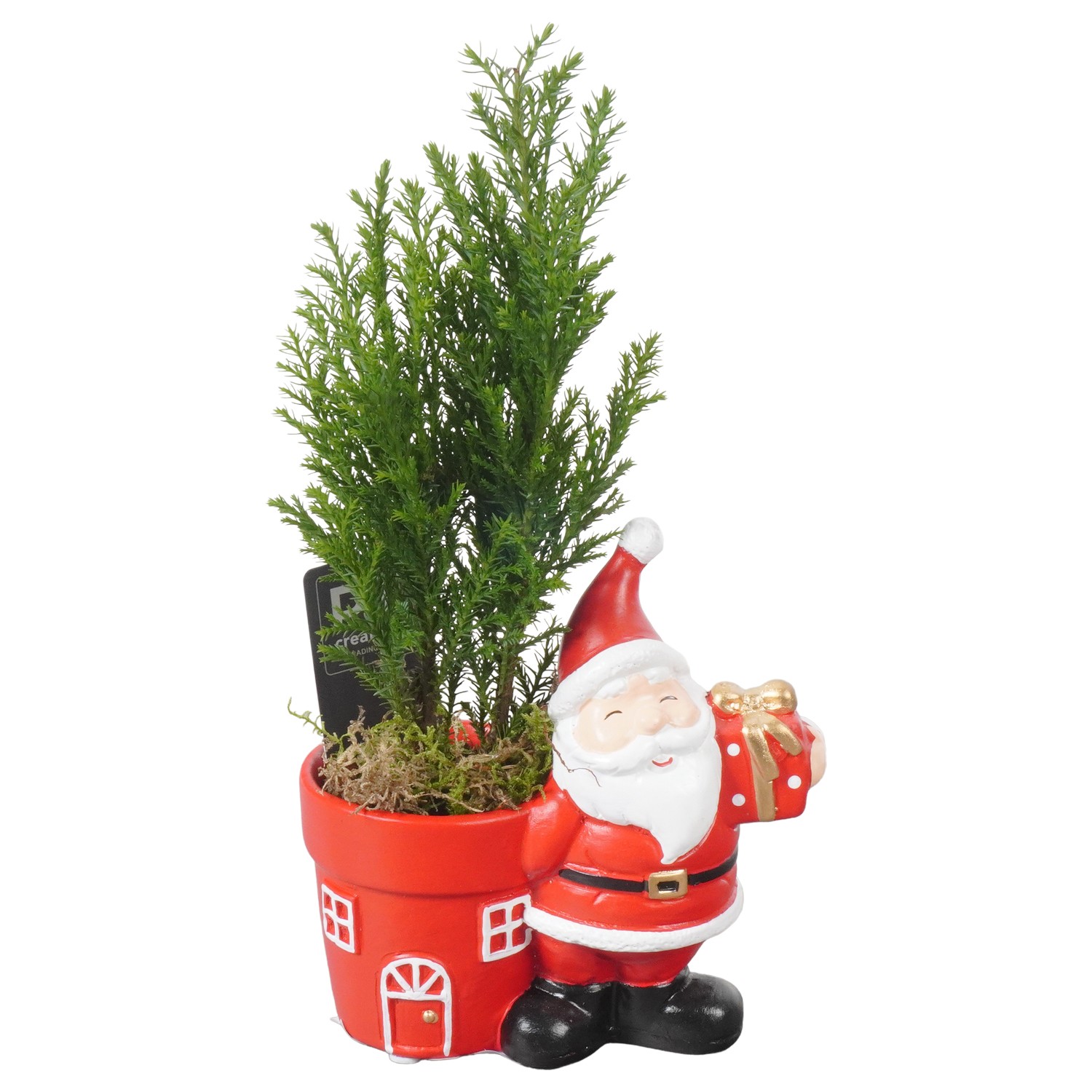 Picture of PTKB9379 Arrangement X-Mas in ceramic pot P13 25CM