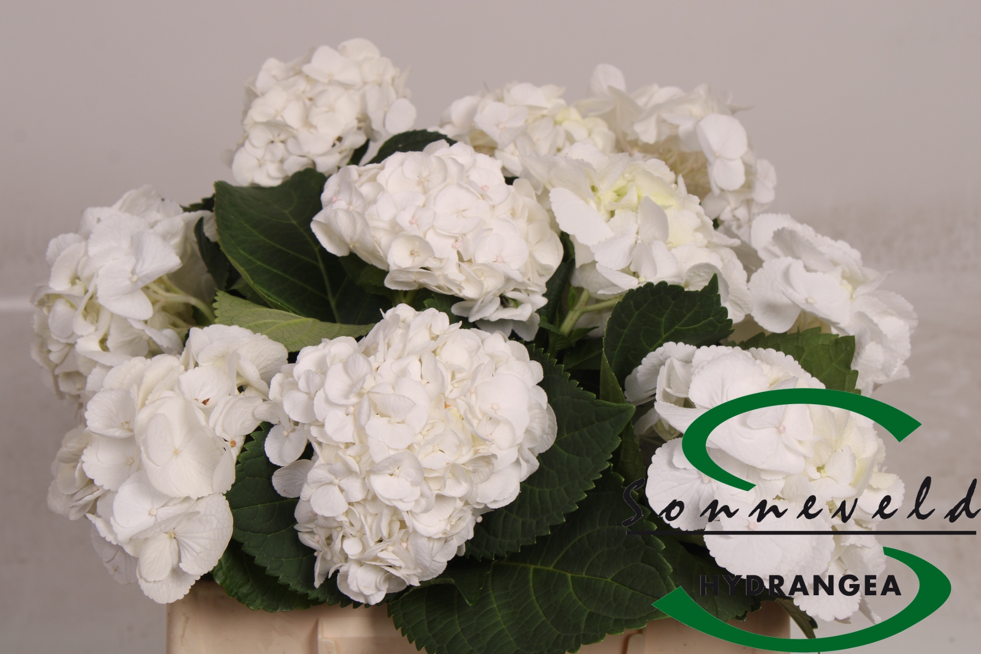 Hydrangea Schneeball 40cm 12Ø
